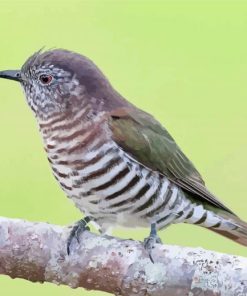 Shining Bronze Cuckoo Paint By Number