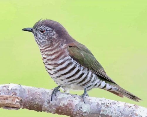 Shining Bronze Cuckoo Paint By Number