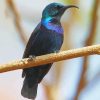 Sunbird On A Branch Paint By Numbers