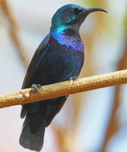 Sunbird On A Branch Paint By Numbers