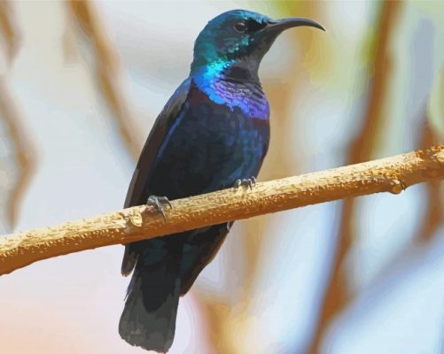 Sunbird On A Branch Paint By Numbers