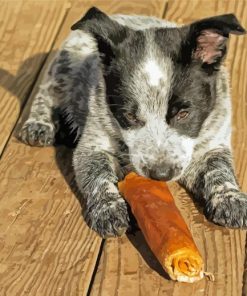 Texas Heeler Dog Paint By Numbers