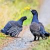 Two Western Capercaillie Paint By Number