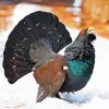 Western Capercaillie Paint By Number