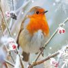 Winter Robin Paint By Number