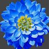 Blue Dahlia Paint By Numbers