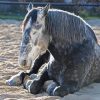 Sleepy Percheron Horse Paint By Number