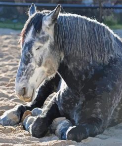 Sleepy Percheron Horse Paint By Number