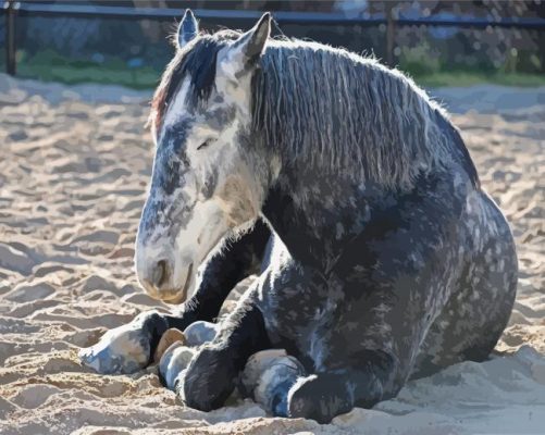 Sleepy Percheron Horse Paint By Number