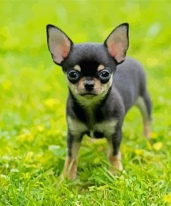 Small Chihuahua Paint By Number