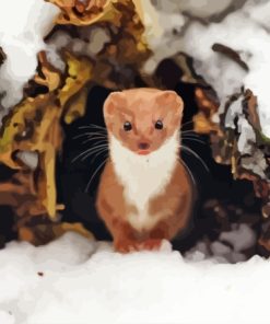 Weasel Animal Paint By Number