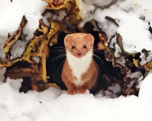 Weasel Animal Paint By Number