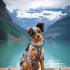 Australian Shepherd Dog Paint By Number