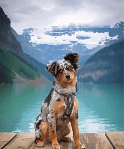 Australian Shepherd Dog Paint By Number