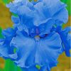 Blue Bearded Iris Paint By Number