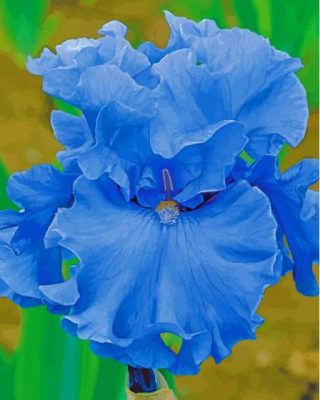 Blue Bearded Iris Paint By Number