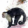 Capuchin Monkey Art Painting By Number