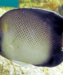 Cream Angelfish Paint By Number