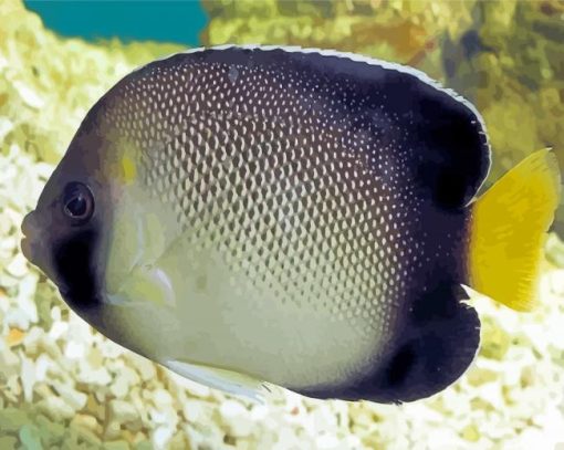 Cream Angelfish Paint By Number