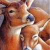 Deer Couple Hugging Paint By Number