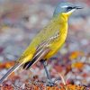 Eastern Yellow Wagtail Paint By Number