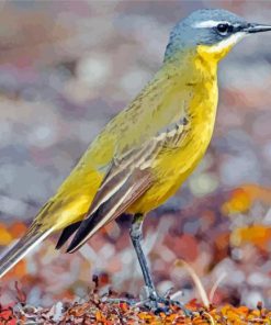 Eastern Yellow Wagtail Paint By Number