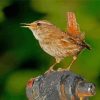 English Wren Paint By Number