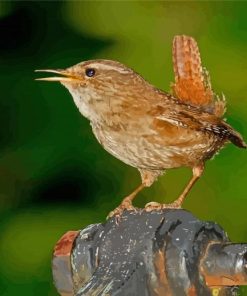 English Wren Paint By Number