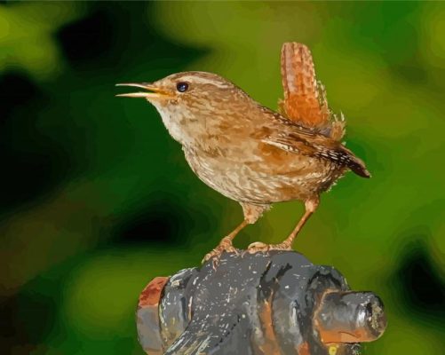 English Wren Paint By Number