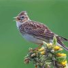 Eurasian Skylark Paint By Number