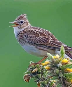 Eurasian Skylark Paint By Number