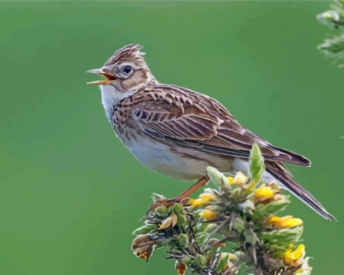Eurasian Skylark Paint By Number