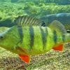 European Perch Paint By Number