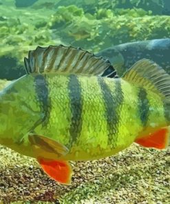 European Perch Paint By Number