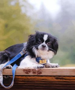 Japanese Chin Paint By Number