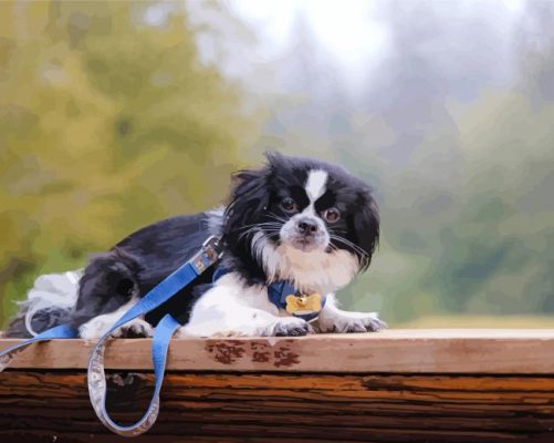 Japanese Chin Paint By Number