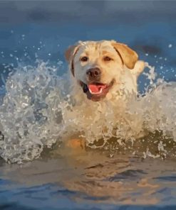 Labrador Swimming Paint By Numbers