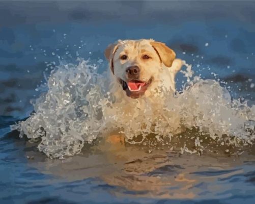 Labrador Swimming Paint By Numbers