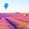 Lavender Hot Air Balloon Paint By Number