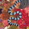 Malayan Krait Snake Paint By Number