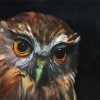 Morepork Owl Bird Paint By Number