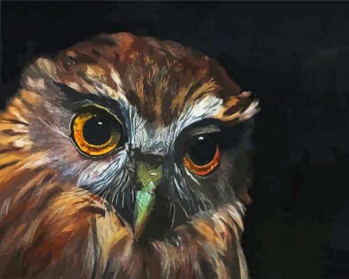 Morepork Owl Bird Paint By Number