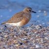 New Zealand Dotterel Bird Paint By Numbers