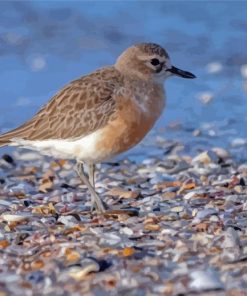 New Zealand Dotterel Bird Paint By Numbers