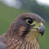 New Zealand Falcon Bird Paint By Numbers