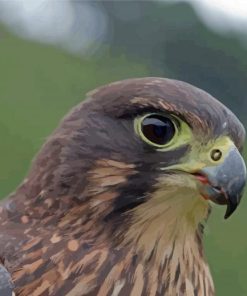 New Zealand Falcon Bird Paint By Numbers