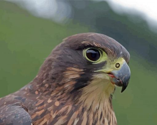 New Zealand Falcon Bird Paint By Numbers