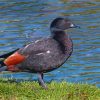 Paradise Shelduck Bird Paint By Numbers