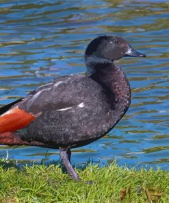 Paradise Shelduck Bird Paint By Numbers