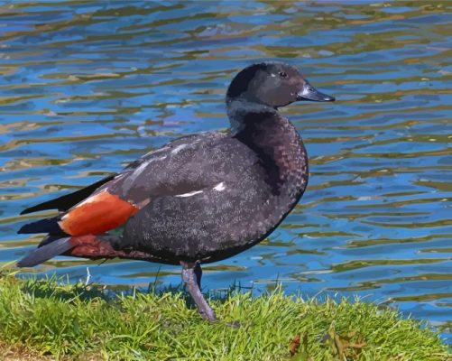 Paradise Shelduck Bird Paint By Numbers